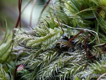 Growing among mosses
